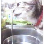 犬猫 尿路結石 解決